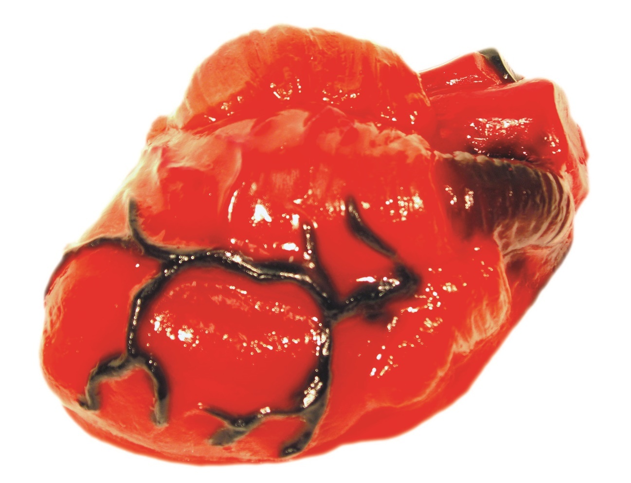 Scientific Explorer: Disgusting Anatomy - Heart Science Kit image