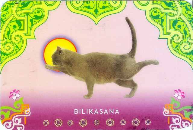 Cat Yoga Postcards (32 Postcards) by Rick Tillotson image
