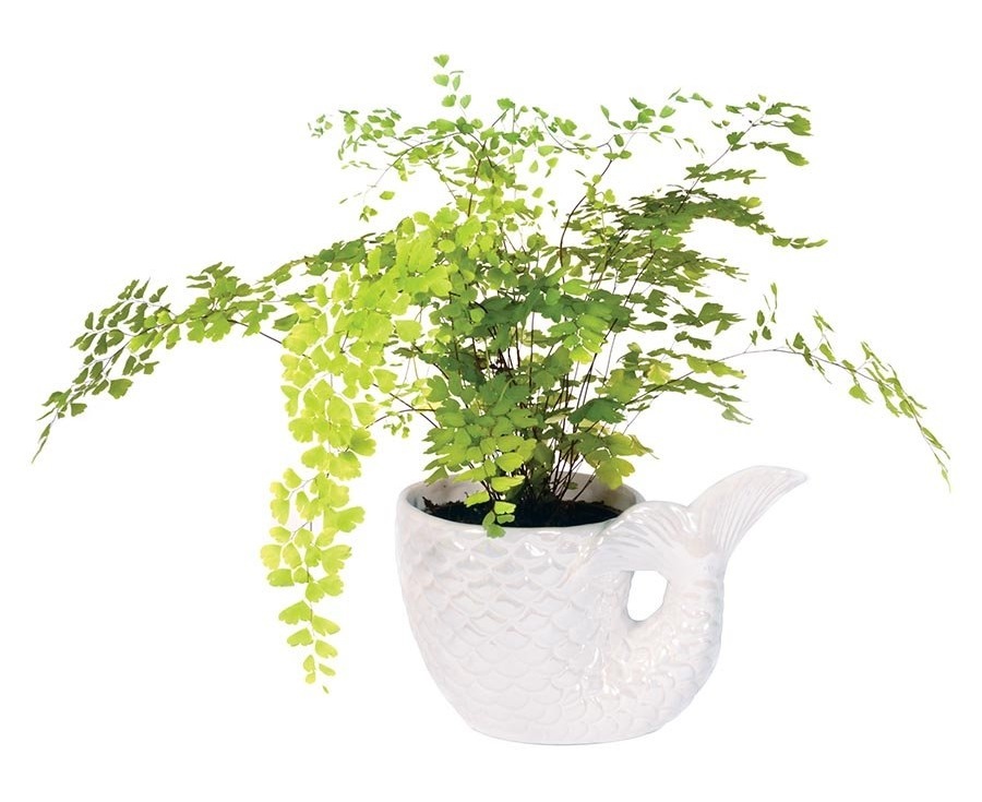 Mermaid tail plant pot at mighty ape australia