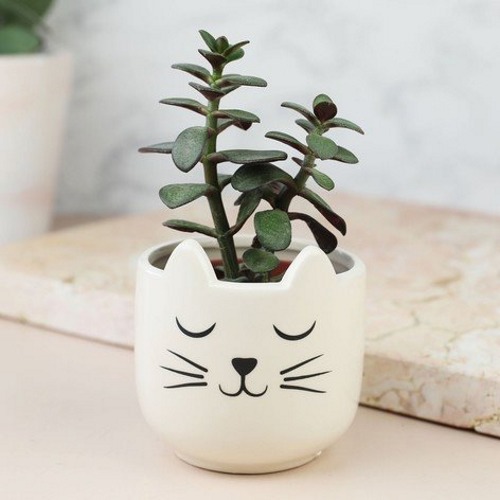 Cat's Whiskers Mini Planter image