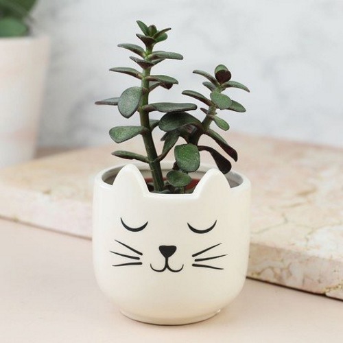 Sass & Belle: Cat's Whiskers Mini Planter image