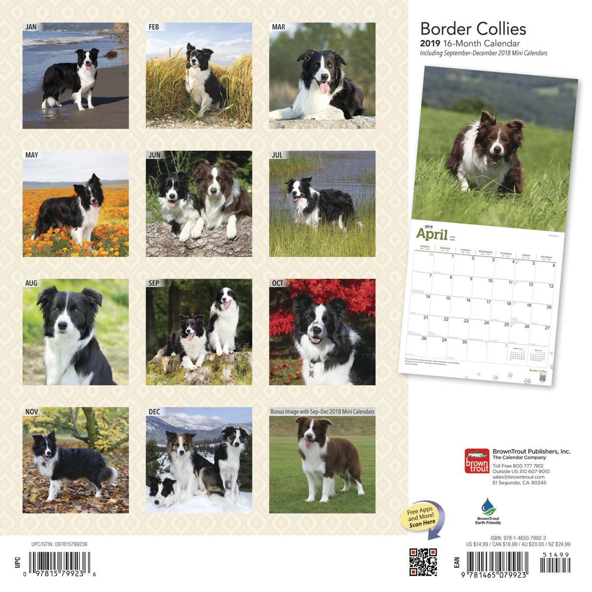 Border Collies 2019 Square Wall Calendar by Inc Browntrout Publishers image