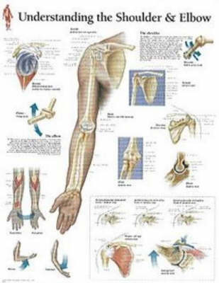Understanding Shoulder and Elbow image