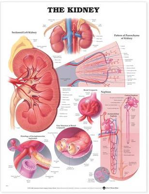 Kidney Anatomical Chart image