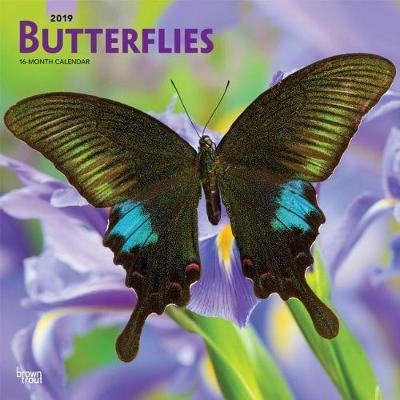 Butterflies 2019 Square Wall Calendar by Inc Browntrout Publishers image