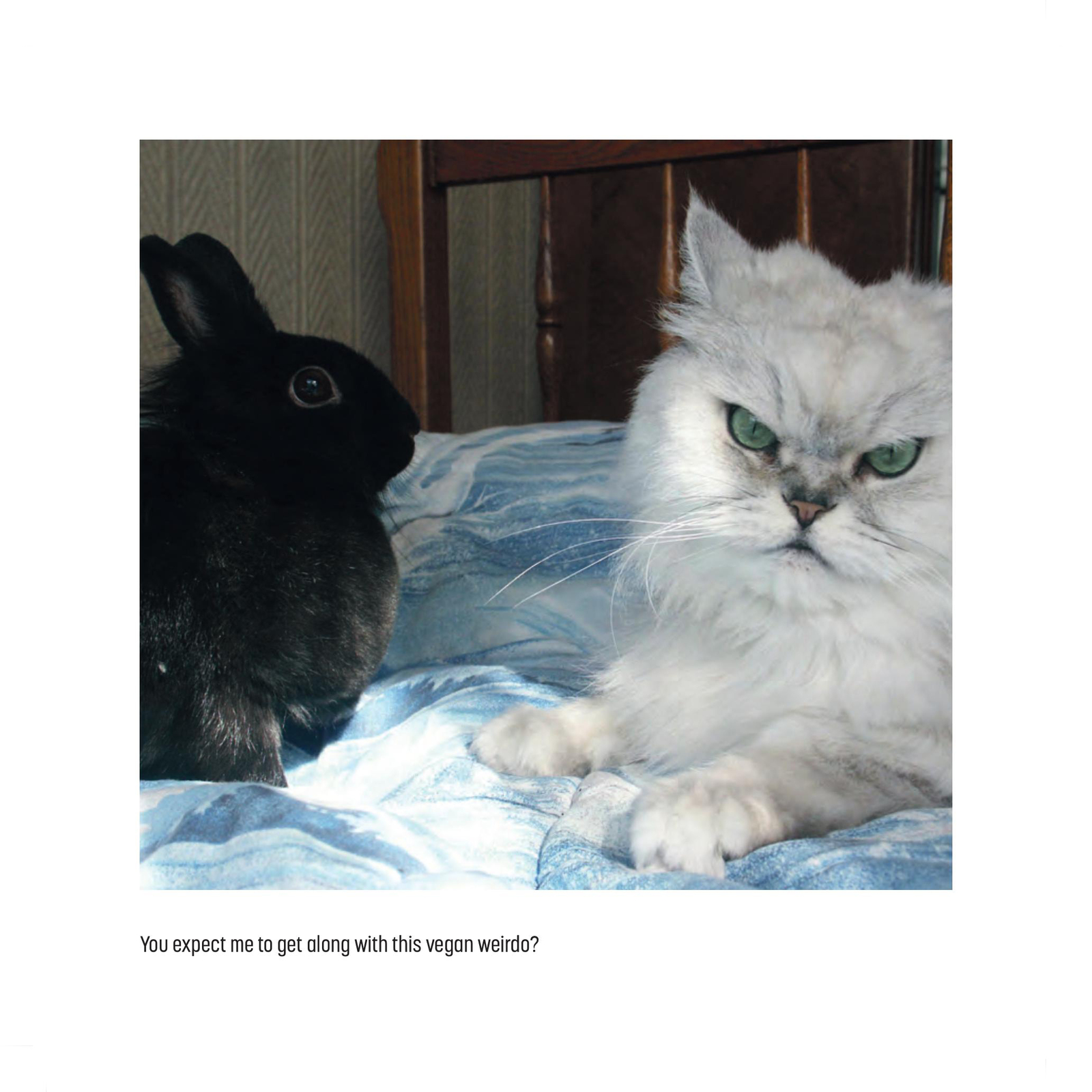 My Cat is a Dick by Malcolm Katz image
