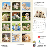 Buy Golden Retriever Puppies 2020 Square Wall Calendar At Mighty