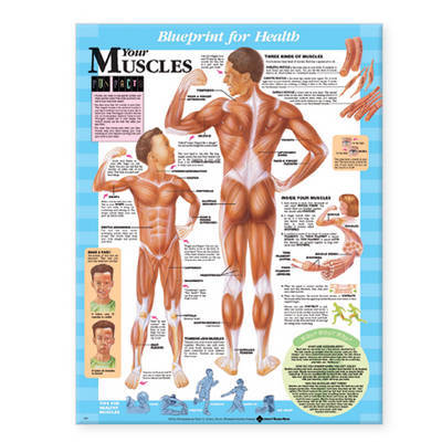 Blueprint for Health Your Muscles Chart image