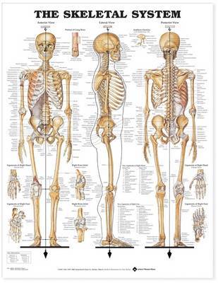 The Skeletal System Anatomical Chart image