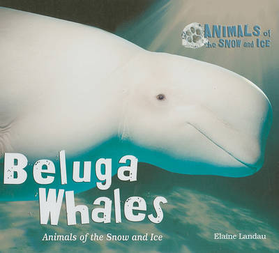 Beluga Whales on Hardback by Elaine Landau