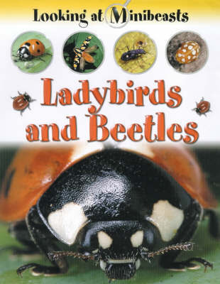 Ladybirds and Beetles on Hardback by Sally Morgan