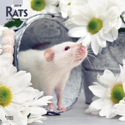Rats 2019 Square Wall Calendar by Inc Browntrout Publishers image