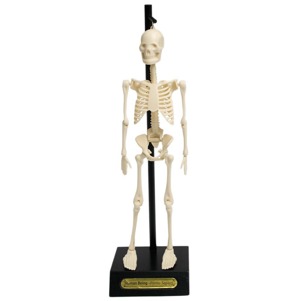 Anatomical Skeleton Model image