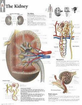 Kidney image