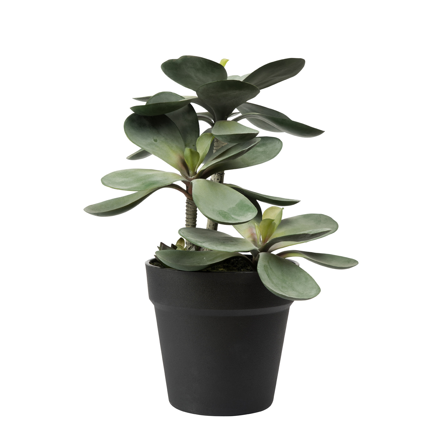 General Eclectic: Artificial Plant - Large Succulent