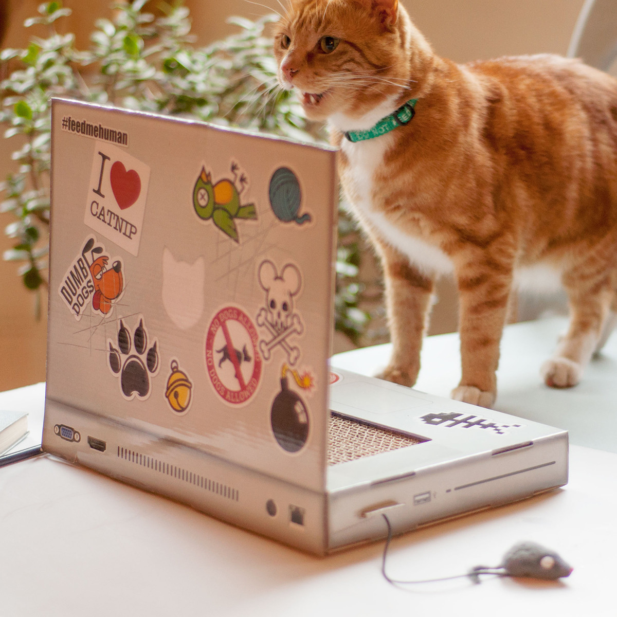 Suck Uk: Cat Playhouse Scratch Laptop