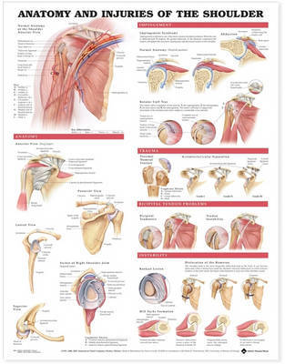 Anatomy and Injuries of the Shoulder Anatomical Chart image