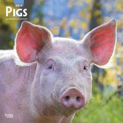 Pigs 2019 Square Wall Calendar by Inc Browntrout Publishers image