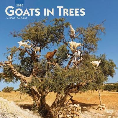 Goats in Trees 2020 Square Wall Calendar image