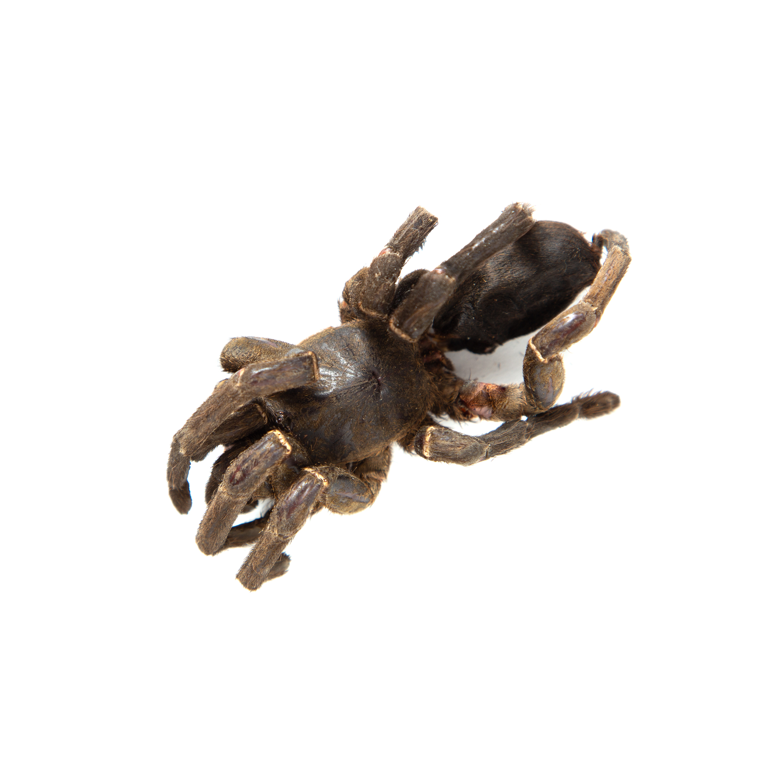 Eat Crawlers: Natural Zebra Tarantula image