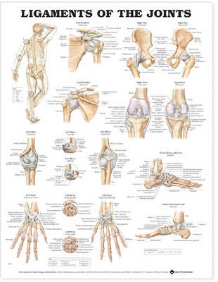 Ligaments of the Joints Anatomical Chart image