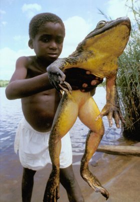 Life in Cold Blood (BBC) by David Attenborough image