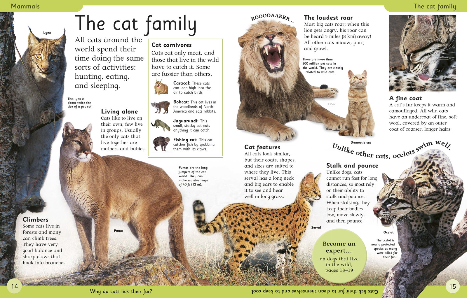 First Animal Encyclopedia by DK image