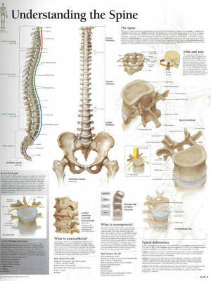 Understanding the Spine image