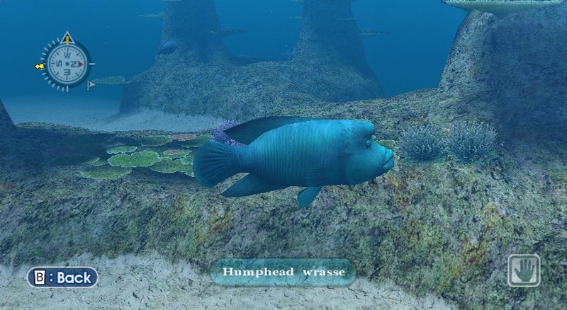 Endless Ocean for Nintendo Wii image
