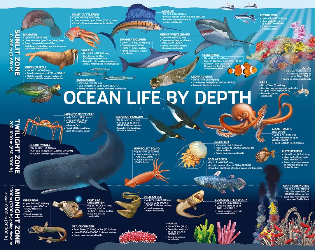 Puzzlebilities: 500 Piece Puzzle - Ocean Life by Depth image