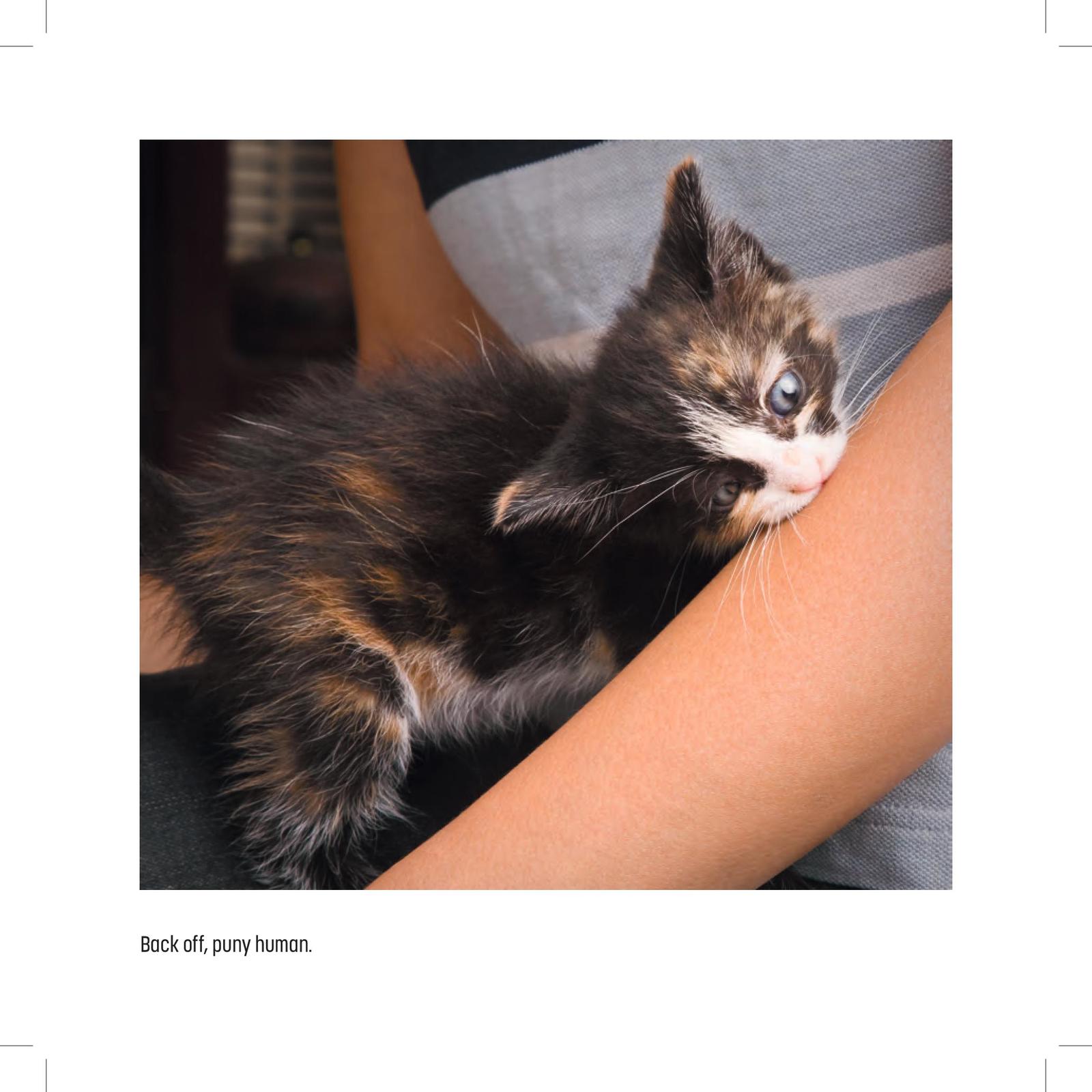 My Cat is a Dick by Malcolm Katz image