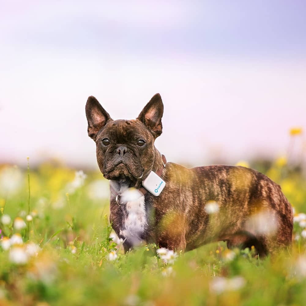 Tractive GPS Classic Tracker for Dogs at Mighty Ape NZ