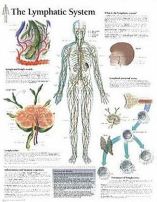 Lymphatic System