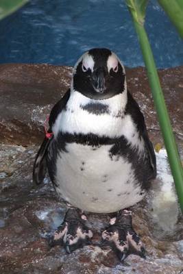 Black-Footed Penguin Animal Journal on Paperback by Cs Creations