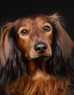 Long-haired Dachshund Notebook by Notebooks Journals Xlpress image