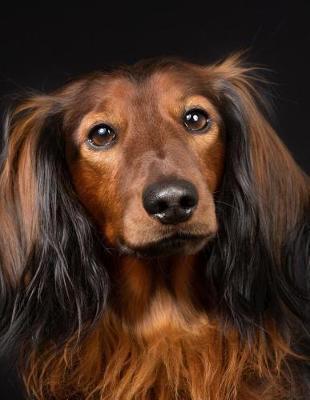 Long-haired Dachshund Notebook image