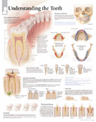 Understanding Teeth image