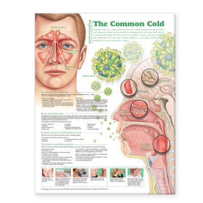 Understanding the Common Cold Anatomical Chart image