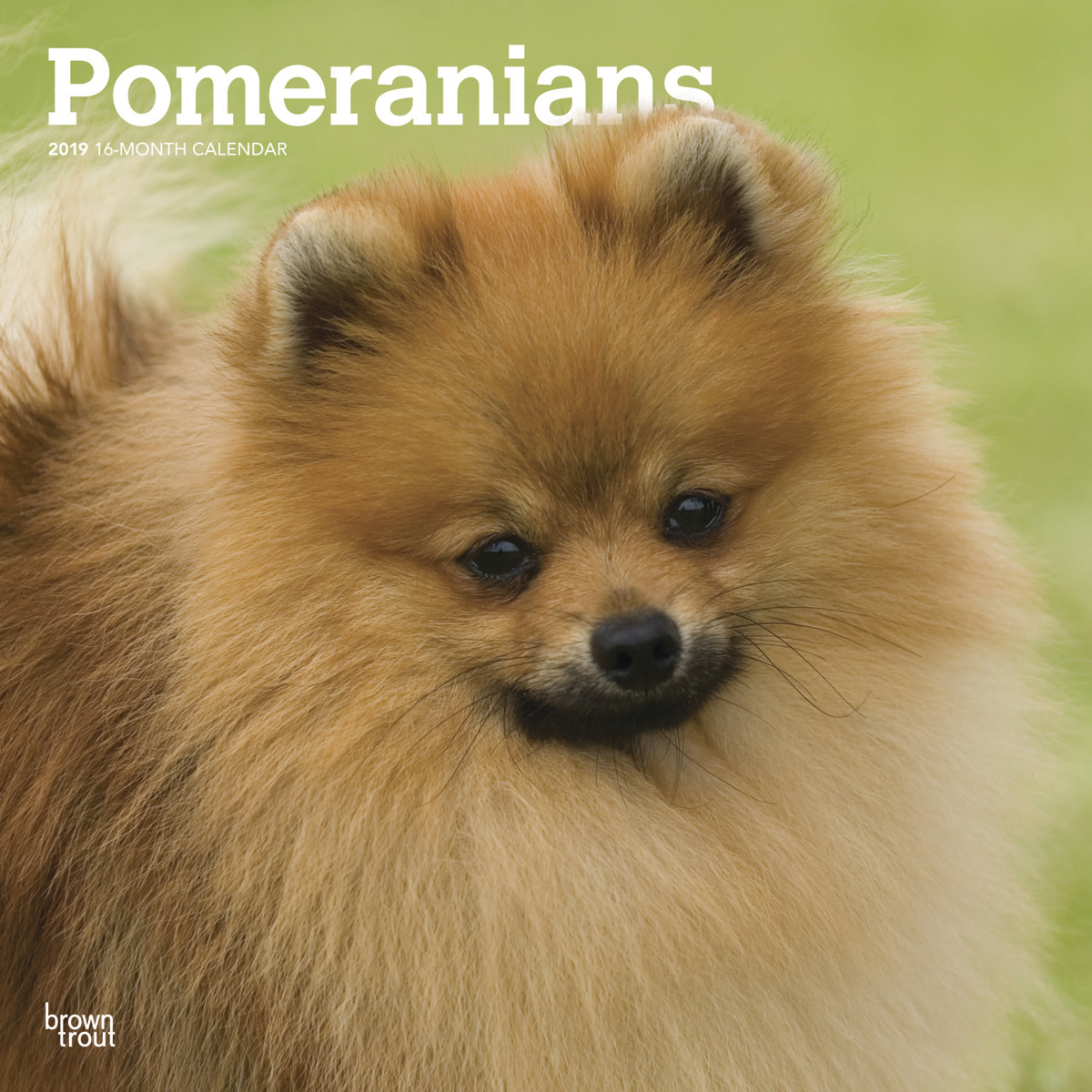 Pomeranians 2019 Square Wall Calendar by Inc Browntrout Publishers image