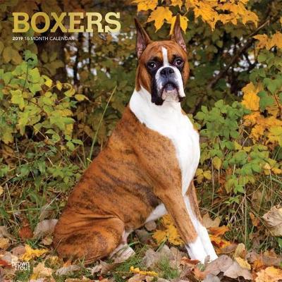 Boxers 2019 Square Foil by Inc Browntrout Publishers image
