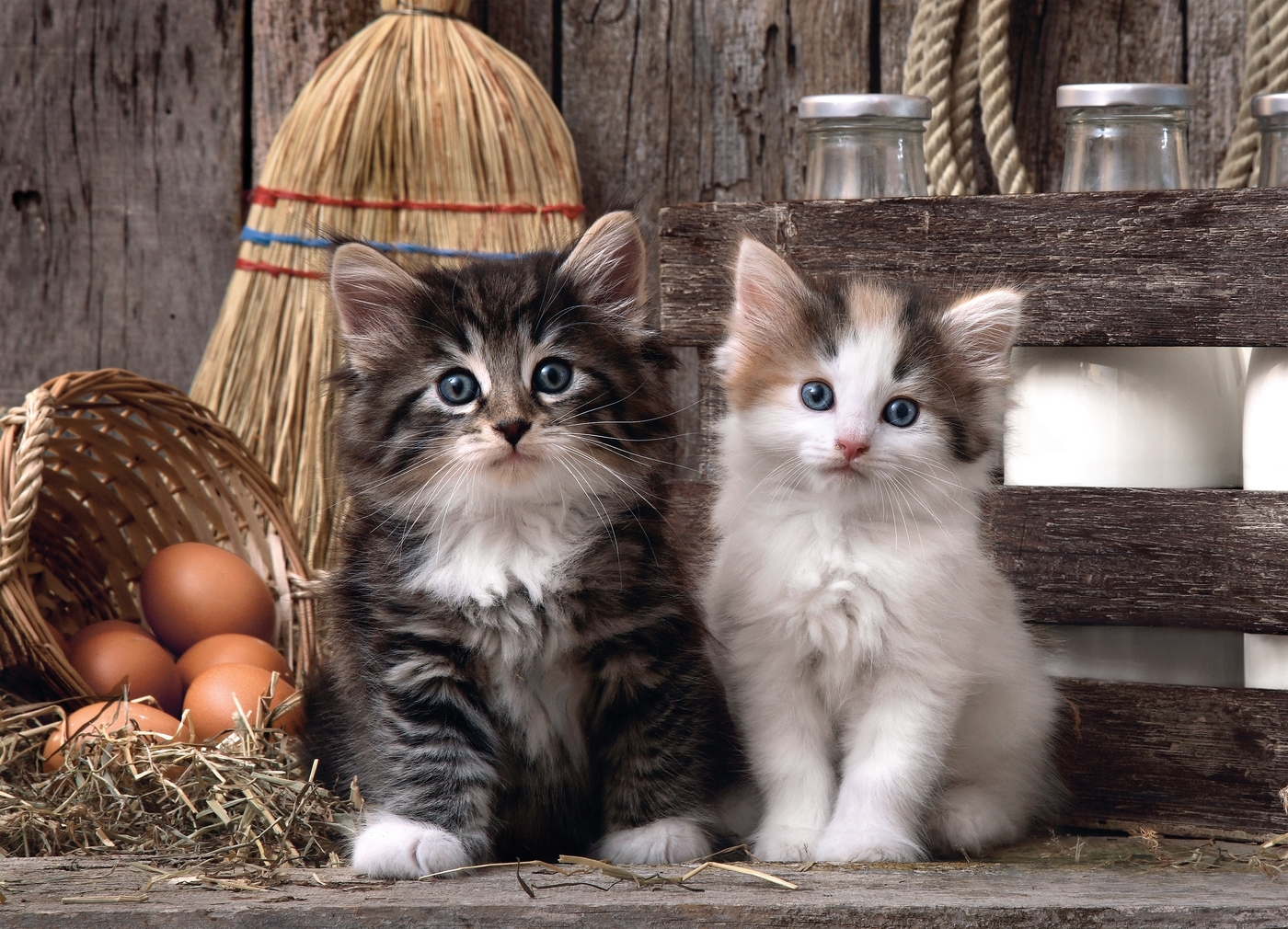 Clementoni: Lovely Kittens - 1000pc Puzzle image