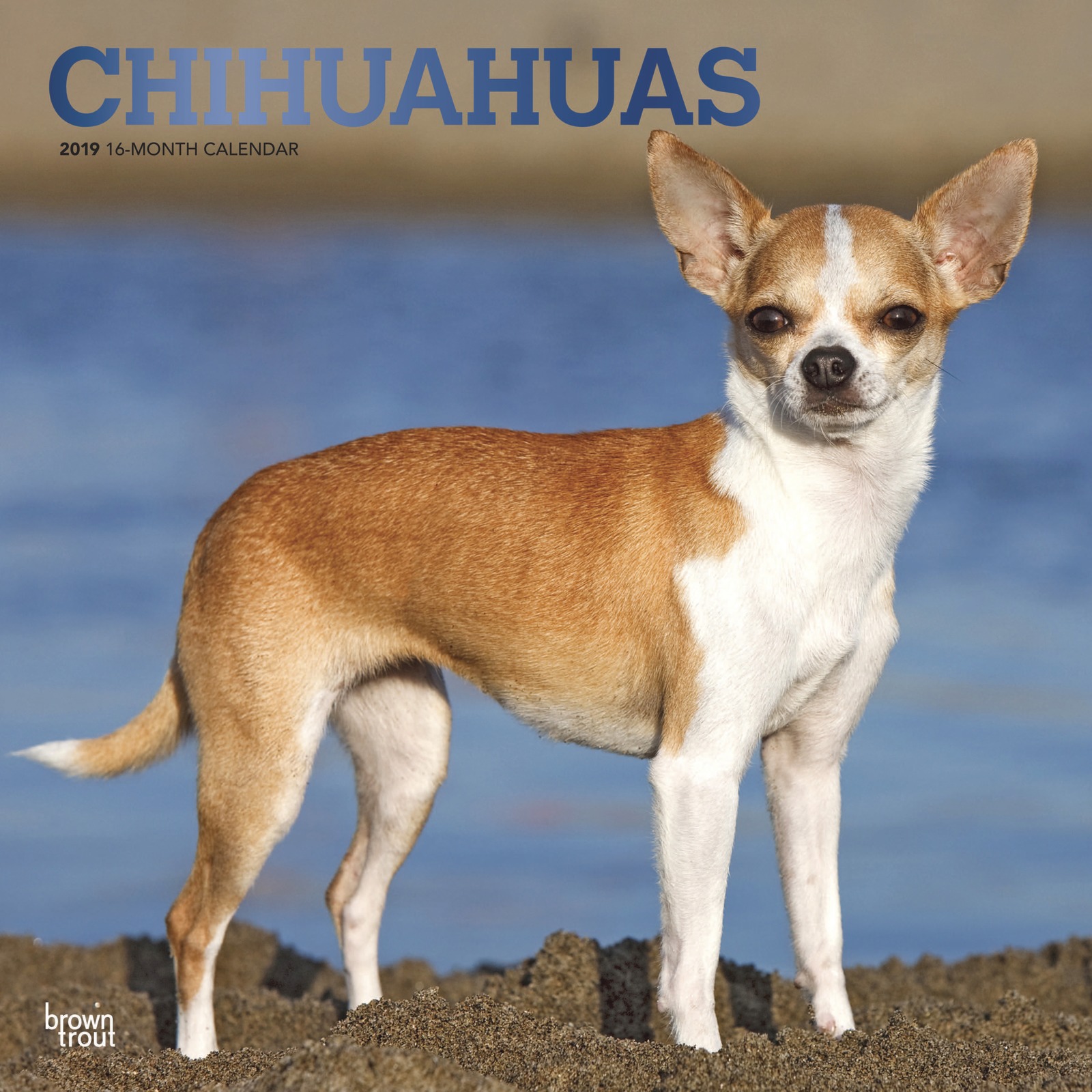 Chihuahuas 2019 Square Wall Calendar by Inc Browntrout Publishers image
