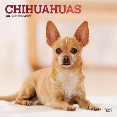 Chihuahuas 2020 Square Foil Wall Calendar image