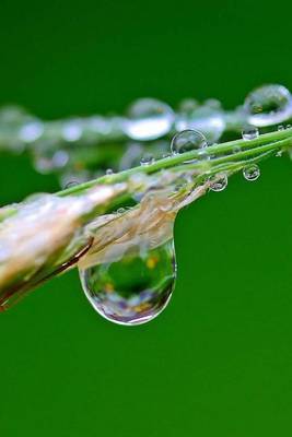 Mindblowing Drop of Water Beaded on a Blade of Grass 150 Page Lined Journal image