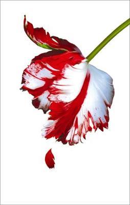 New Moon: White Cover (Twilight Saga #2) by Stephenie Meyer image