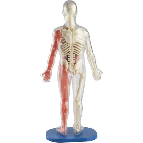 SmartLabs - You Explore It Human Body image