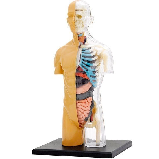 Buy HUman Anatomy Model at Mighty Ape NZ