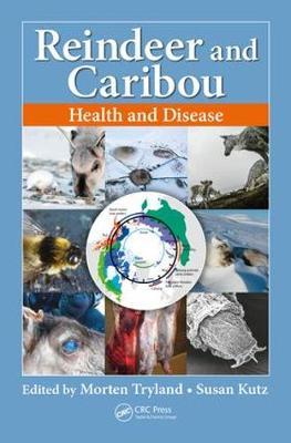 Reindeer and Caribou image
