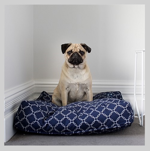 Beethoven Cushion Small image