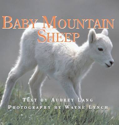 Baby Mountain Sheep by Aubrey Lang image